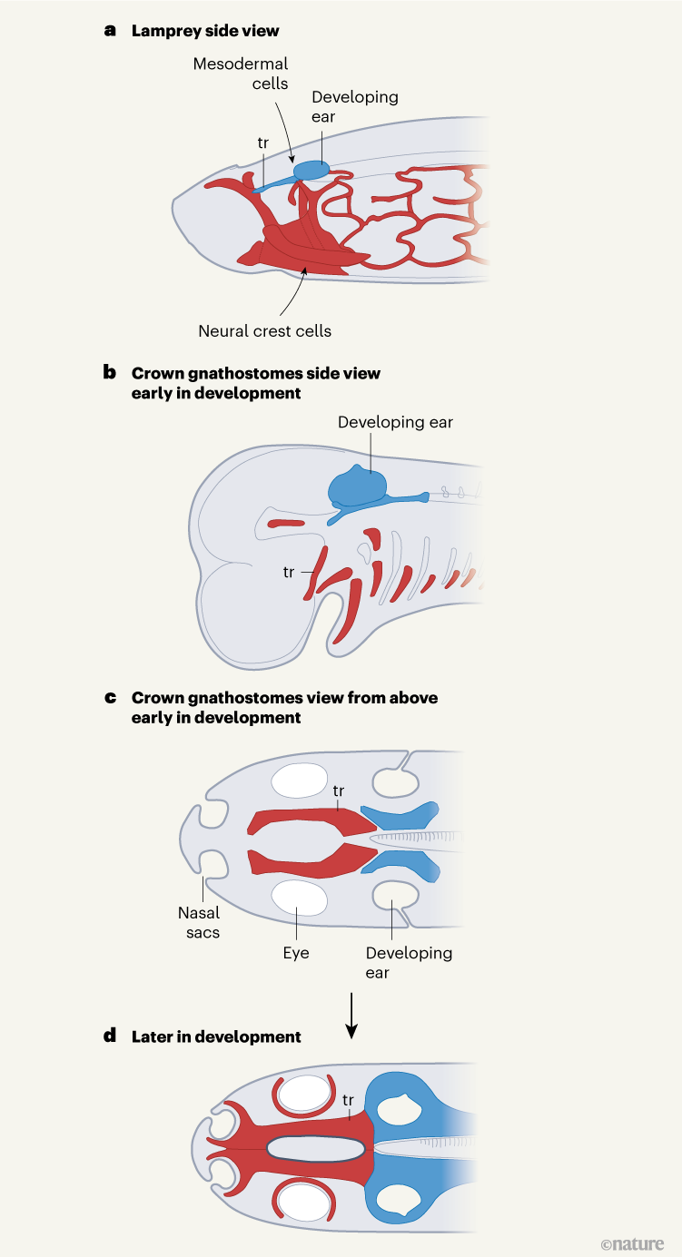 Microgomphodon Getting inside the oldest known vertebrate skull | Nature