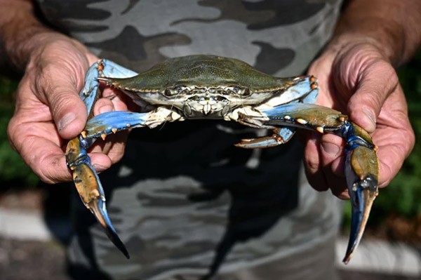 A person’s hands holding a large crab with blue legs and green-brown carapace.