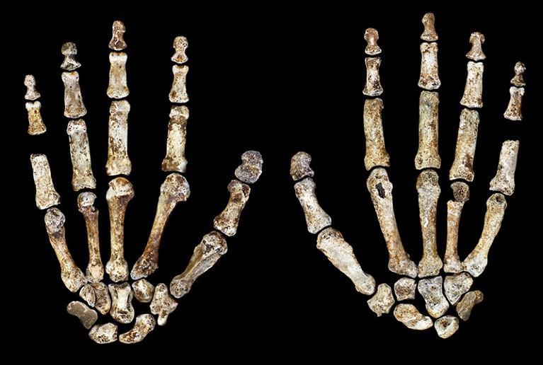 The complete hand of Homo naledi, seen palm side up (left) and from the back (right).