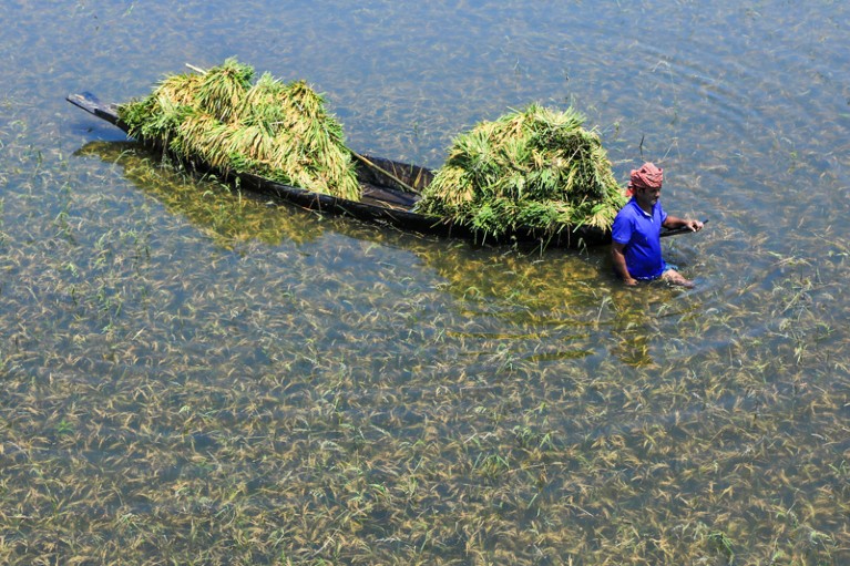 A farmer carries paddy on a boat after harvesting in a flooded field