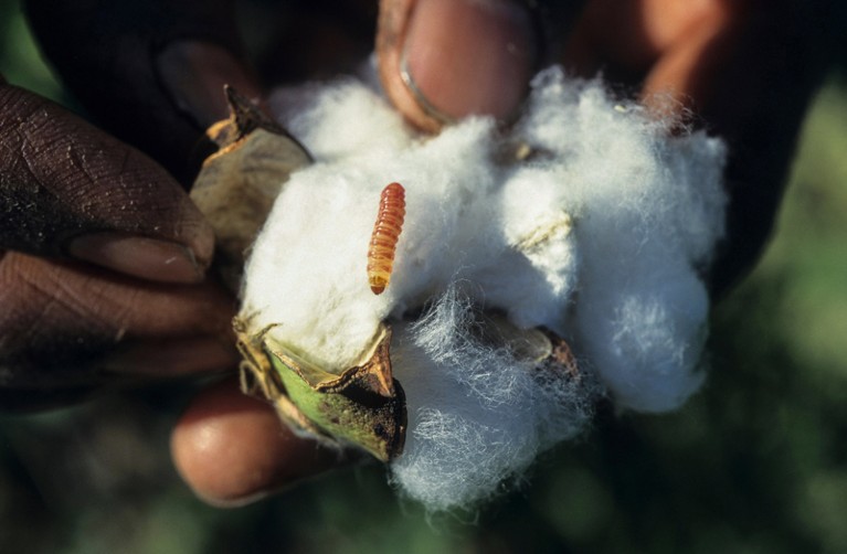 A close-up of a farmer holding a bollworm on a piece of cotton