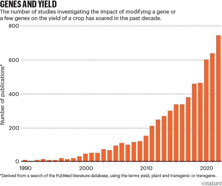 Genes and yield. Bar chart showing number of studies increasing on modifying genes on the yield of a crop.