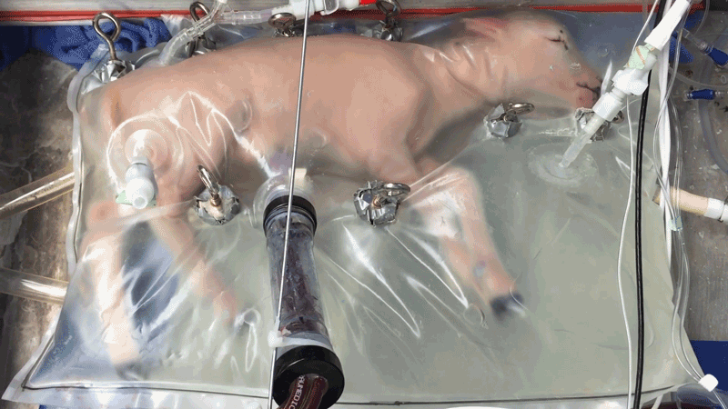 A gif of a premature lamb seen moving inside a clear sac of fluid