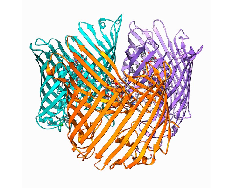 Sucrose-specific porin molecule model.