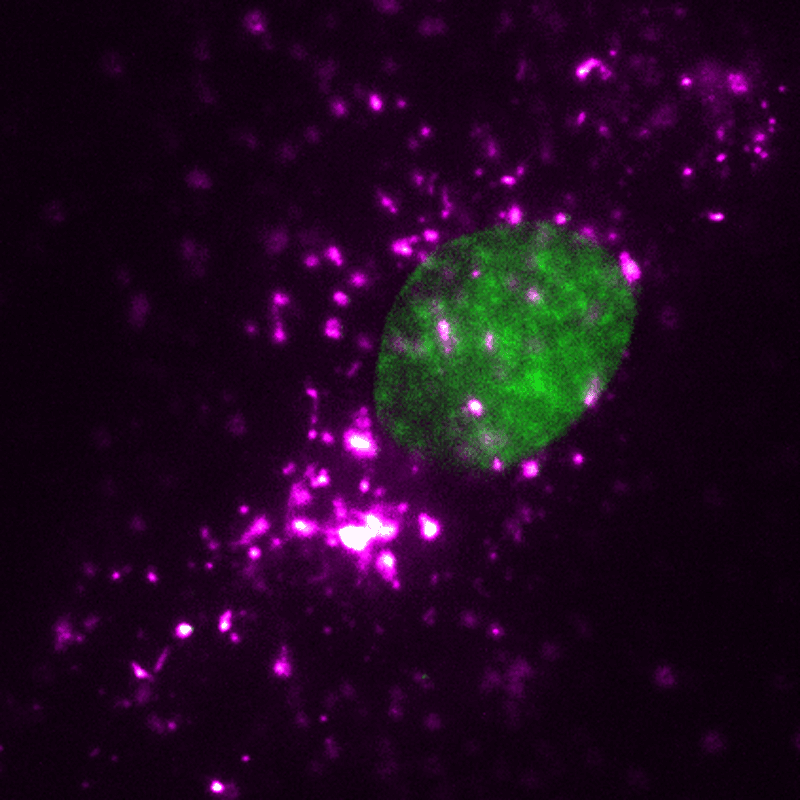 Live-cell tracking of EVs in HUVECs with Hoechst-labeled nuclei imaged using ONI’s Nanoimager super-resolution microscope.