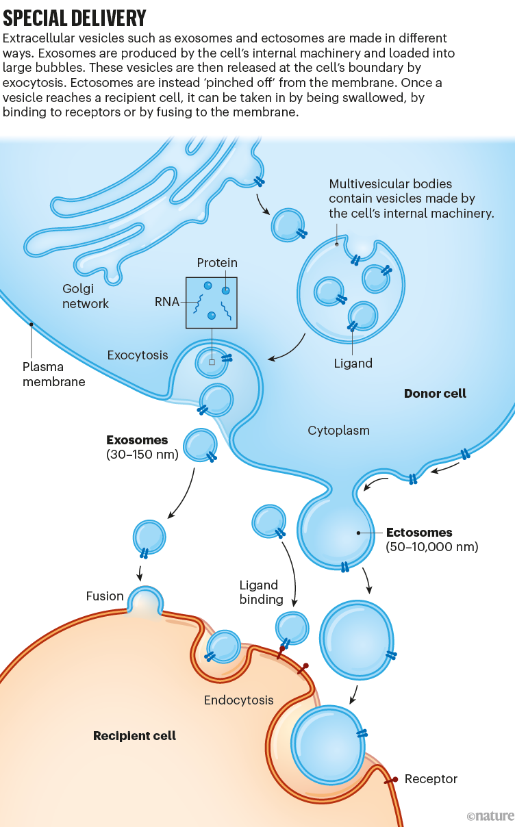 Special delivery: a graphic that shows how exosomes and ectosomes are released and taken up between cells.
