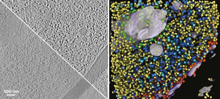 2D slice of yeast cell showing raw data and improved contrast and with colours showing ribosomal reconstructions.