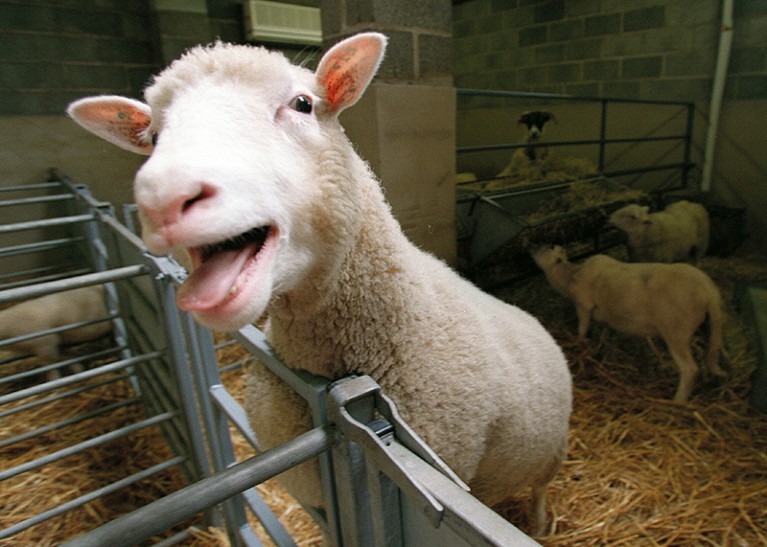 A sheep leaning over a fence in a barn and bleating.