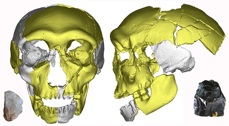 The virtual reconstruction of the Hualongdong 6 human skull, with two of the few stone tools from the site.