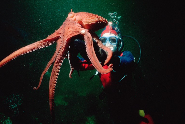 A diver holds a giant Pacific octopus