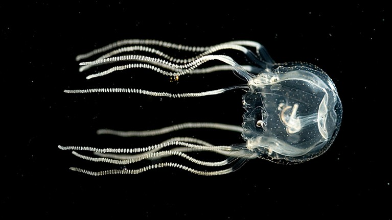 Una medusa de caja caribeña (Tripedalia cistophora)