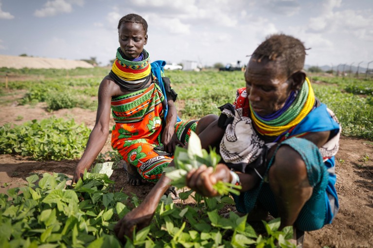 Women of the Turkana tribe wearing colourful clothing pick cowpea leaves in a farm