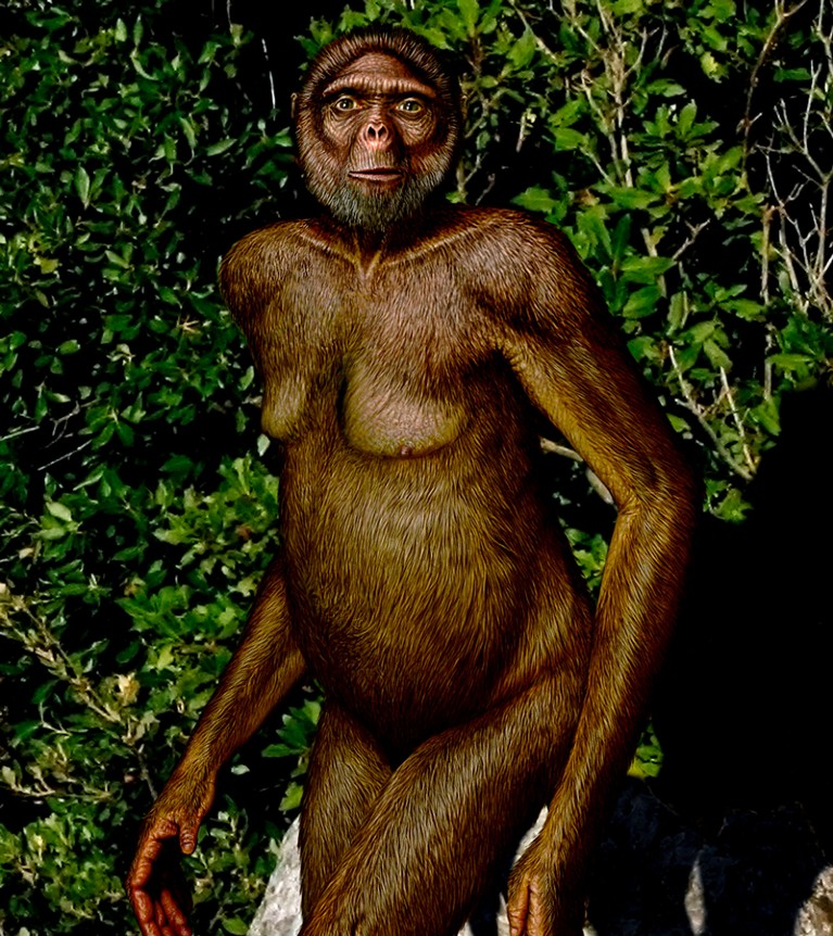 Ardipithecus ramidus hominid, artwork.