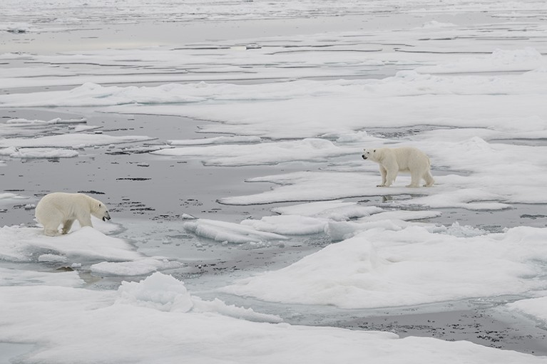 Two polar bears, standing, facing each other across partially melting glaciers