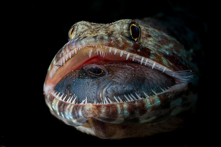 A lizardfish’s open mouth reveals its last meal in The Philippines.