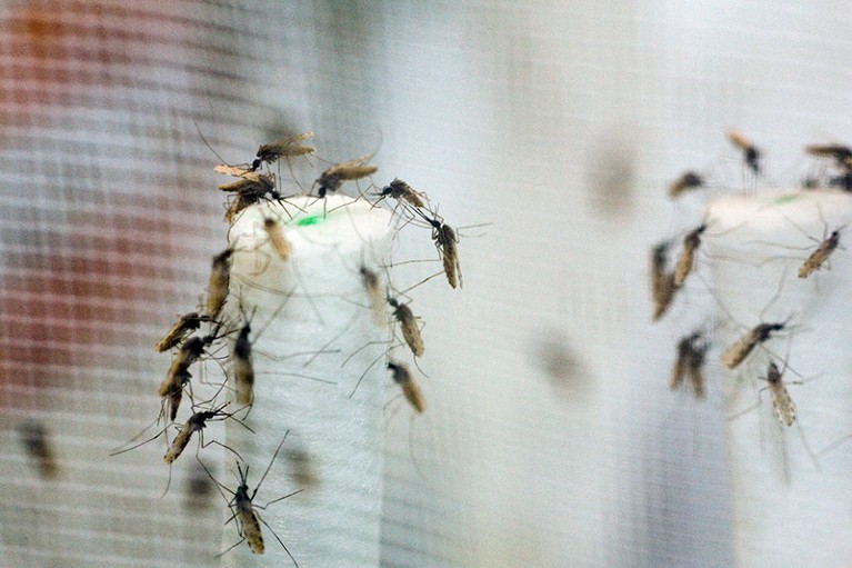 Cage containing mosquitoes being bred at a bio-medical research facility
