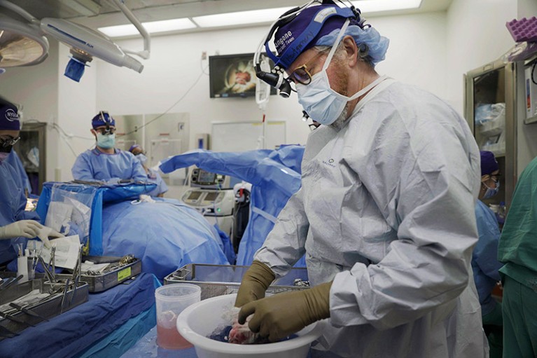 Dr. Robert Montgomery of NYU Langone’s transplant institute, prepares a pig kidney for transplant into a brain-dead man.