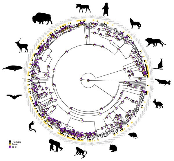 Circular phylogenetic tree showing the main mammalian families and prevalence of homosexual behaviour