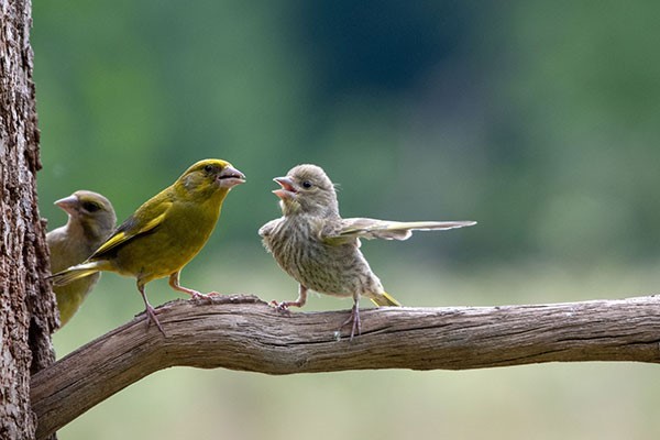 Two small birds, one yellow-green and one speckled grey, sit on a branch.