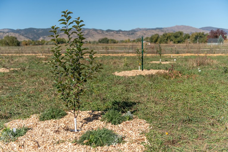 Young apple trees in the apple orchard managed by the Boulder Apple Tree Project.