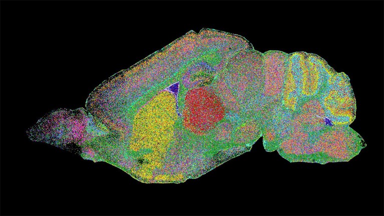 Results of EEL on a sagittal mouse brain section, where every dot, in a range of colors, is a single molecule of RNA.