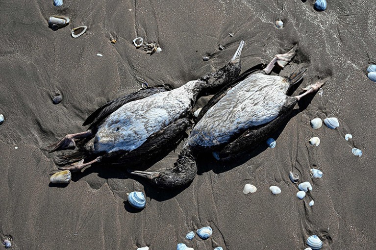 Two dead cormorants on black sand.