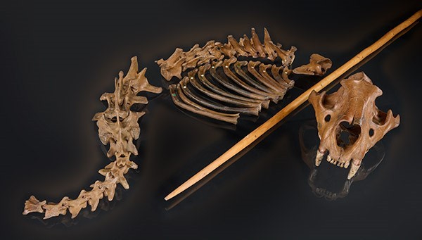 The skull, vertebrae and ribs of a cave lion are laid out on a black surface. A wooden spear is laid across the skeleton.