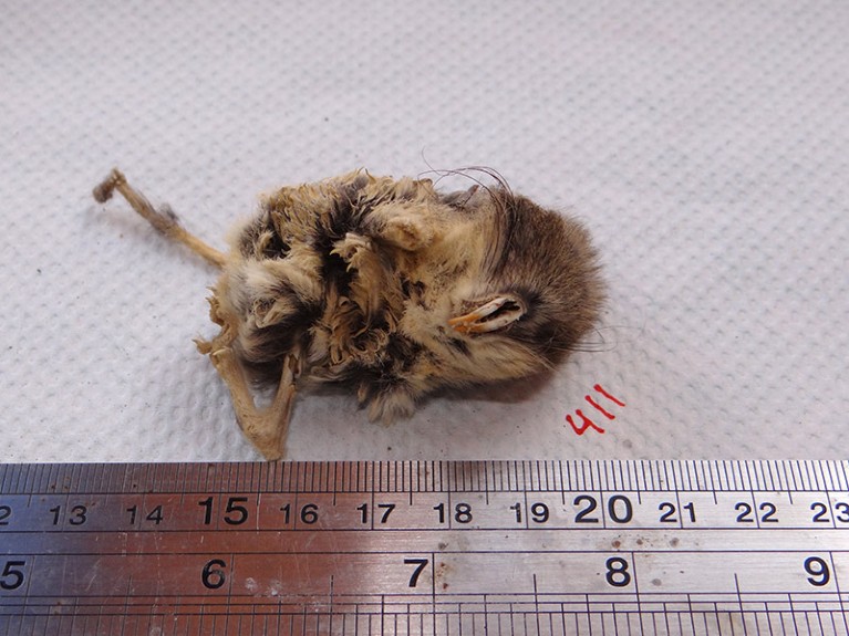 Curled up, desiccated body of a mouse on a white surface next to a metal ruler for scale.