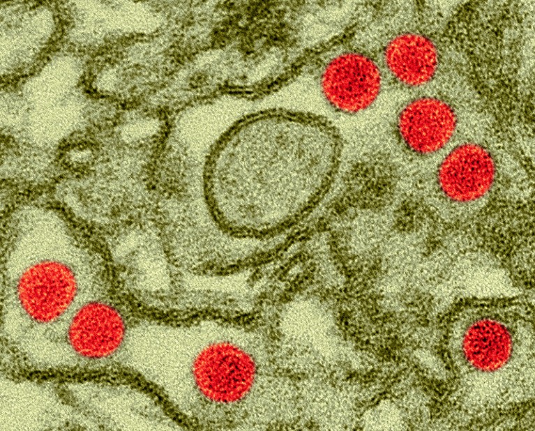 Zika virus isolated in kidney epithelial cells (Vero E6 cells), coloured scanning electron micrograph (SEM) in red and green.