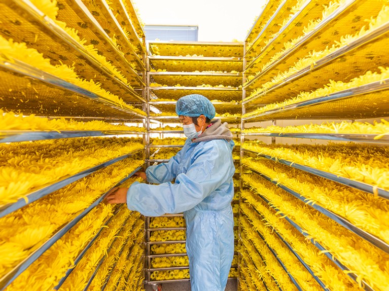 Chrysanthemum Flowers Harvest In Sihong, China.