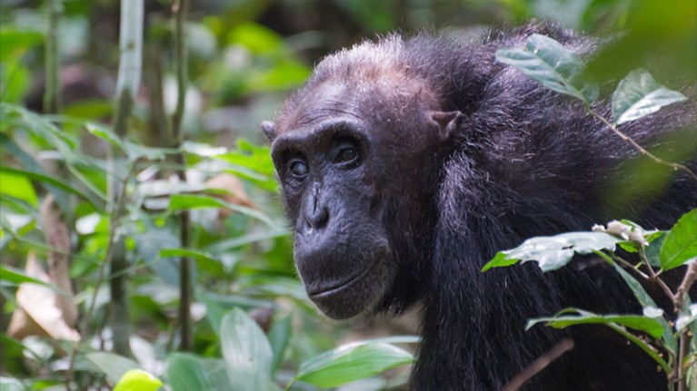Elderly female chimpanzee in the lush forest of Uganda's Kibale National Park.