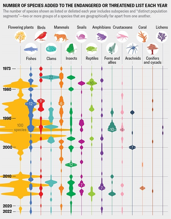 A violin plot graphic showing the number of species listed under the US Endangered Species Act each year