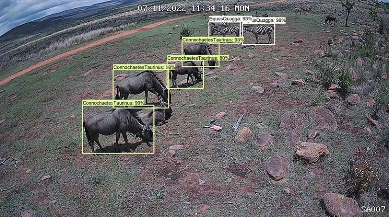 Una imagen obtenida de una cámara ReoLink en tiempo real en Sudáfrica con animales resaltados con clasificaciones automatizadas de IA.
