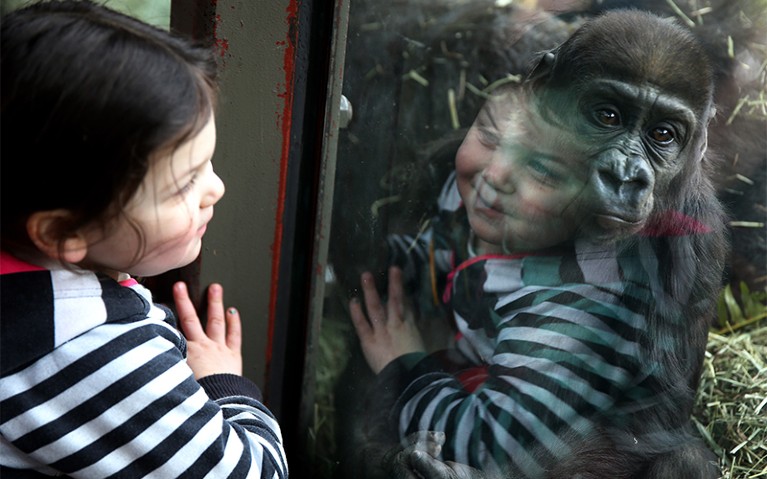A young girl stares through the glass at baby gorilla Yola, at the Woodland Park Zoo.