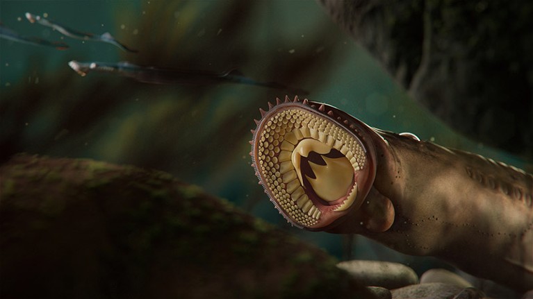 The underside of an eel-shaped lamprey, showing a circular mouth with rings of small teeth.