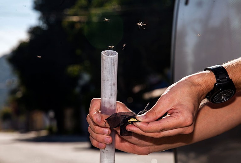 Wolbachia mosquito being released by The World Mosquito Program in Brazil.