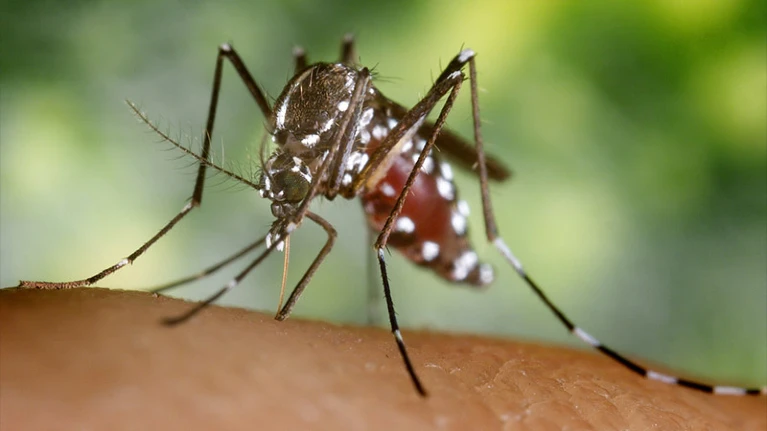 Dengue is Spreading in Europe: How Worried Should We be? 