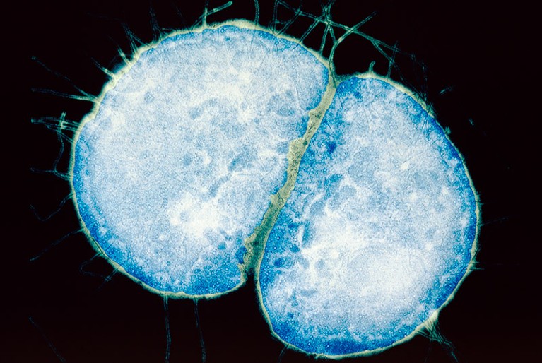 Coloured transmission electron micrograph of a section through two Neisseria gonorrhoeae bacteria.