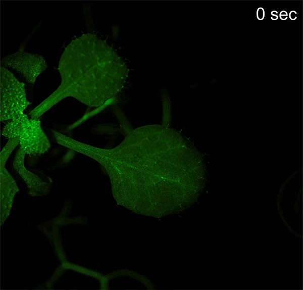 A sped up timelapse sequence over 19 minutes showing the fluorescent signals moving through the leaves of a plant
