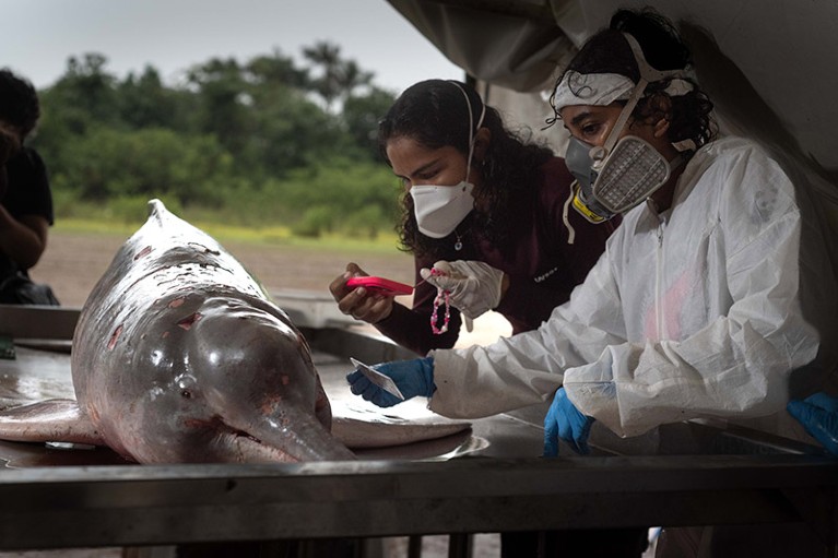 Researchers wearing breathing masks conduct a necropsy on a freshwater dolphin.