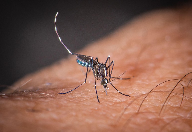 Close up of Aedes albopictus mosquito biting a person's skin