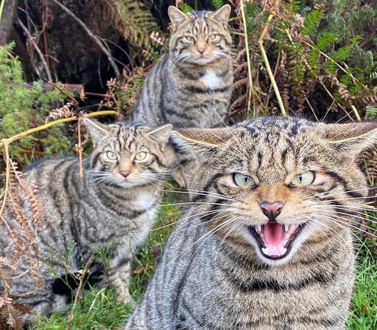 Some of the 22 wildcats released into the Cairngorms National Park.