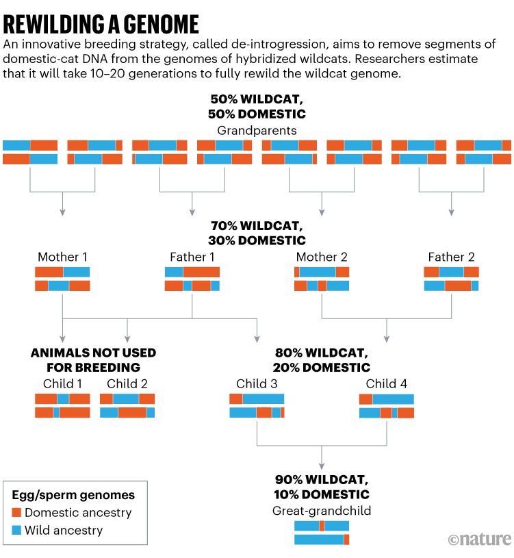 Rewilding a genome: Flowchart showing a breeding strategy which aims to remove segments of domestic-cat DNA from wildcats.