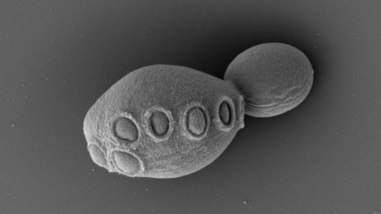 Black and white scanning electron micrograph of a yeast cell with a smaller cell budding off it.