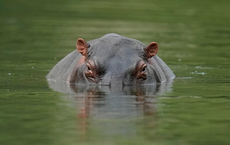 A hippo floats in the lagoon at Hacienda Napoles Park in Puerto Triunfo, Colombia, in 2022.
