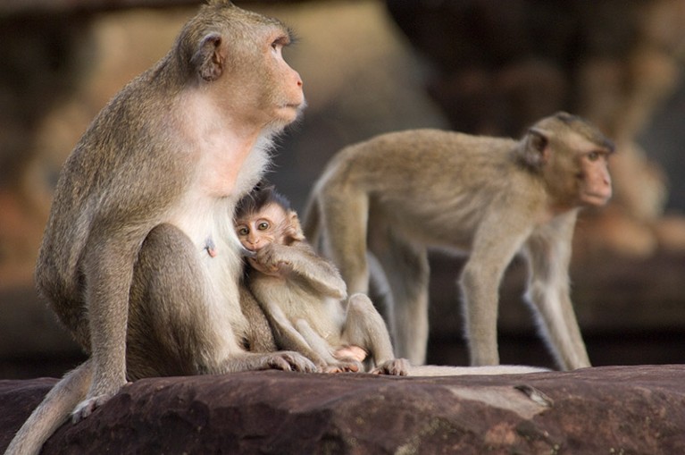 A Macaque Monkey Nurses from his mother while dad keeps watch on the footsteps of Angkor Wat, Cambodia.