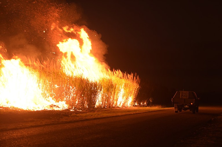 A field of sugar cane is set alight in a controlled burn.