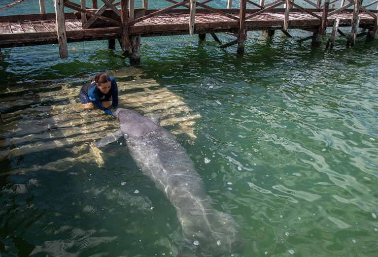 Colombian biologist Castelblanco Martinez interacts with a manatee.