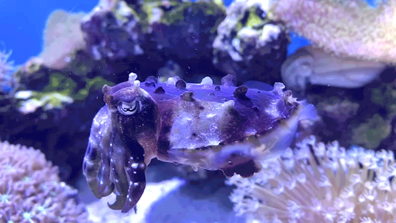 CRISPR and 'e-ink': new tools could reveal the secrets of cuttlefish  camouflage