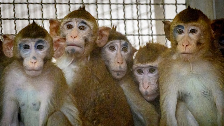 Laboratory Longtail Macaques in the breeding centre of the National Primate Research Center of Thailand.
